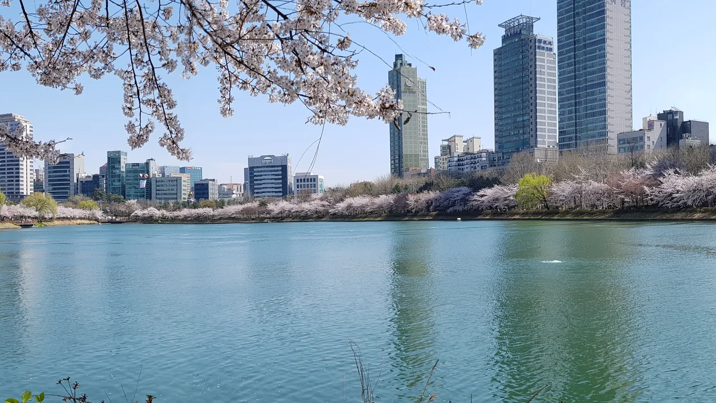 Seokchon Lake in Seoul with cherry blossoms and city buildings